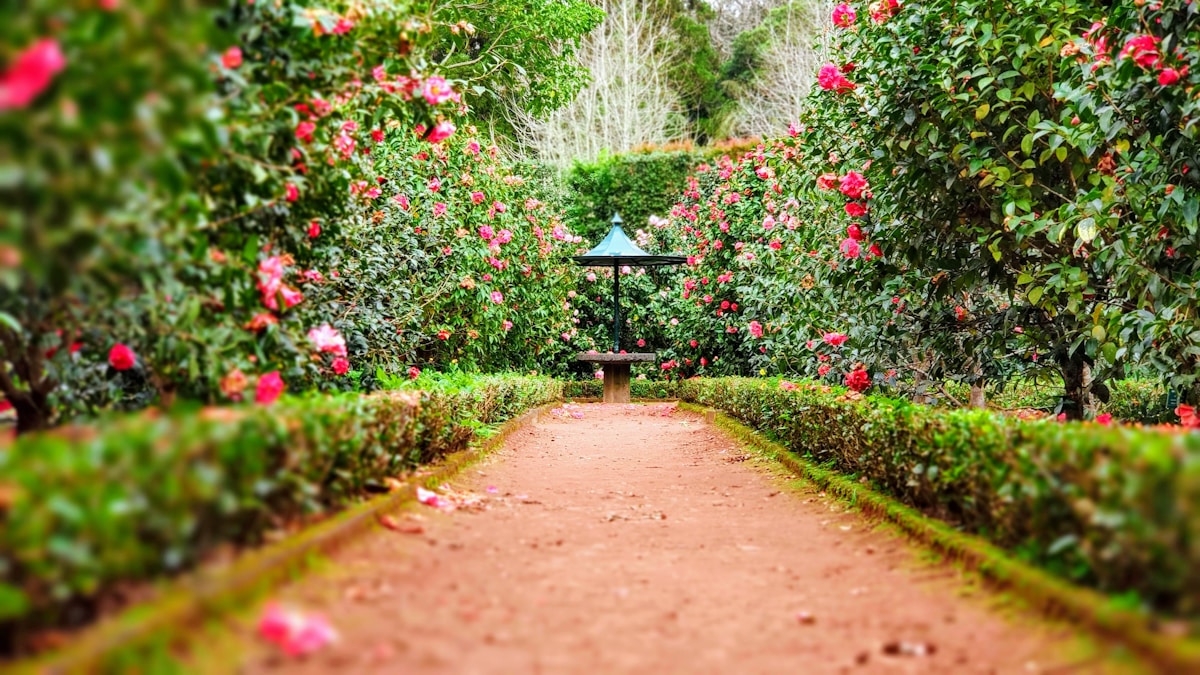 Reddish-brown garden path lined with low green hedges and tall pink flowering bushes leading to a small dark green gazebo